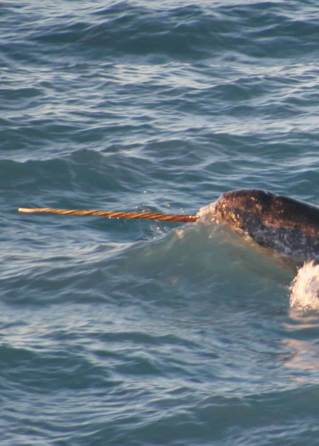 Are narwhals real? 