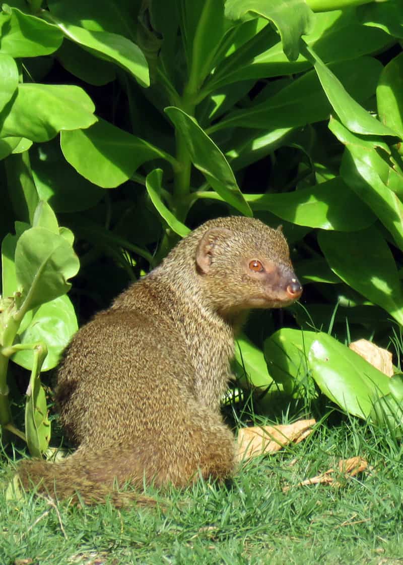 Is a mongoose a rodent?