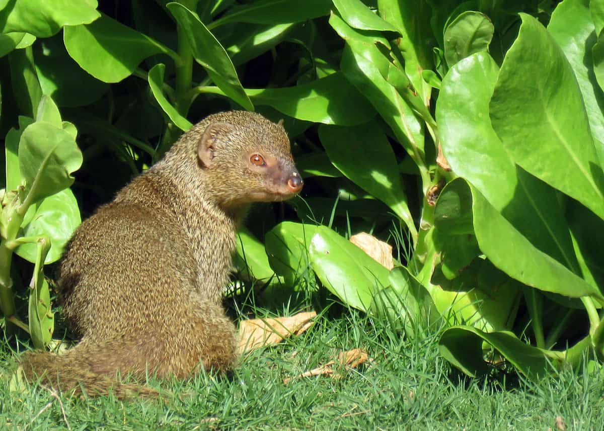 31 Magnificent Mongoose Facts The Noble Snake Killer (34 Species