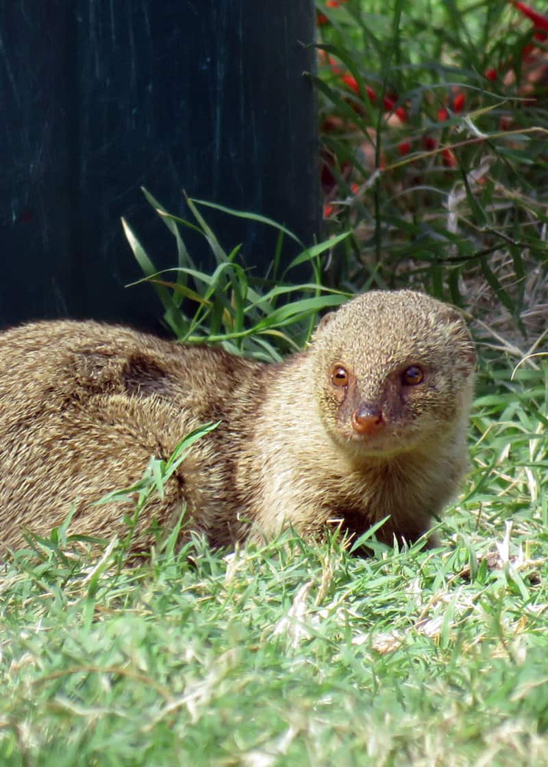 31 Magnificent Mongoose Facts: The Noble Snake Killer (34 Species) |  Everywhere Wild