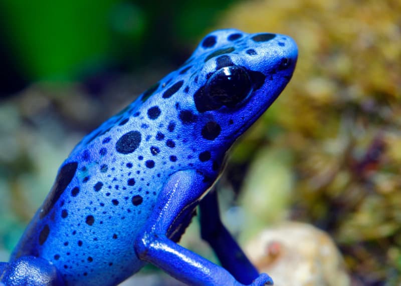 Colorful Blue Dart Frog
