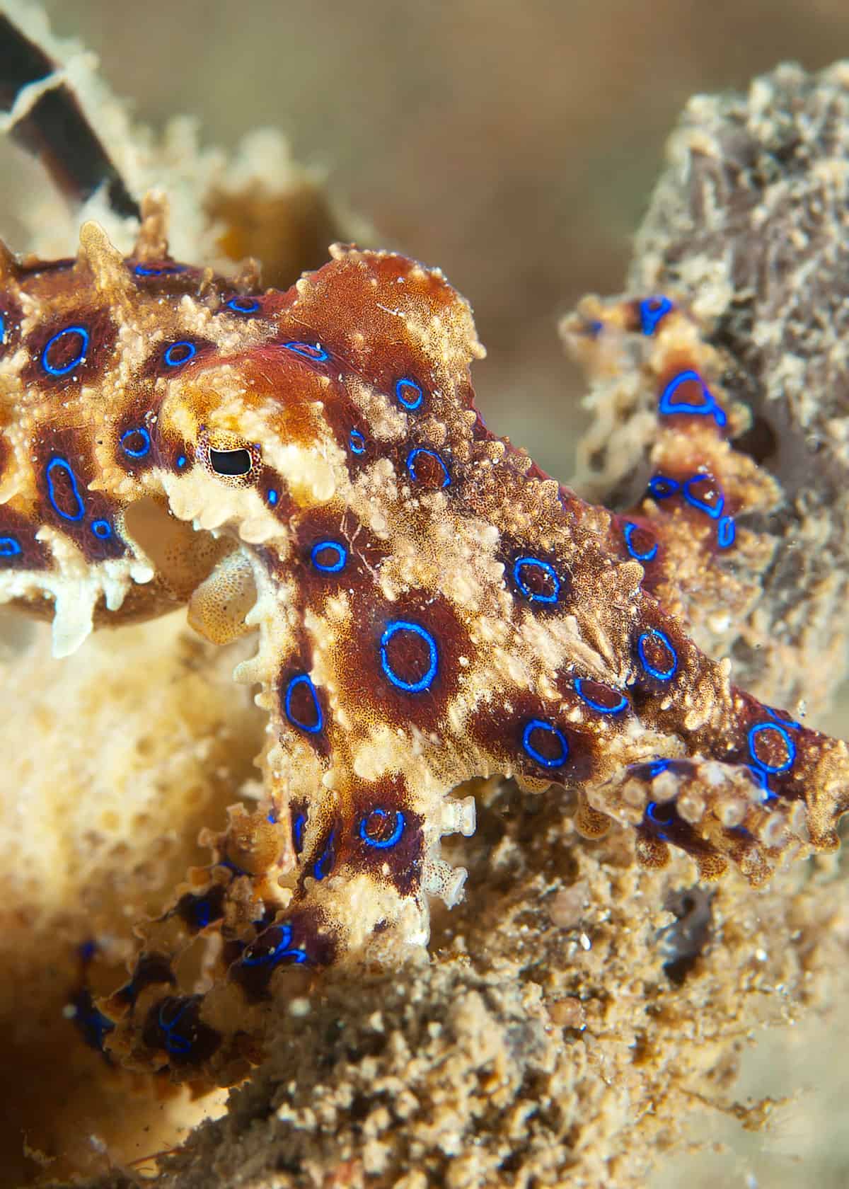 Colorful Blue Ringed Octopus
