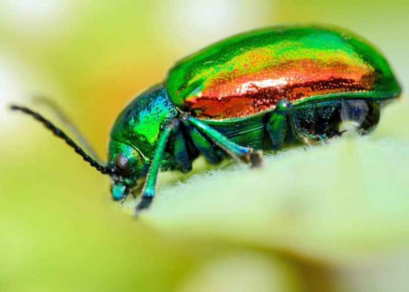 Colorful Dogbane Leaf Beetle