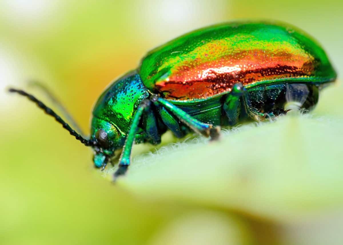 Colorful Dogbane Leaf Beetle