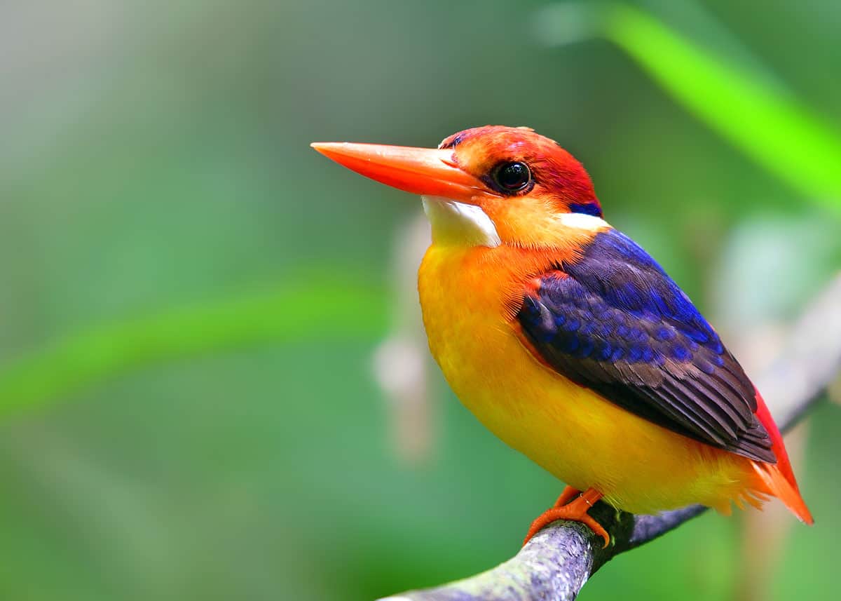 Colorful Oriental Dwarf Kingfisher