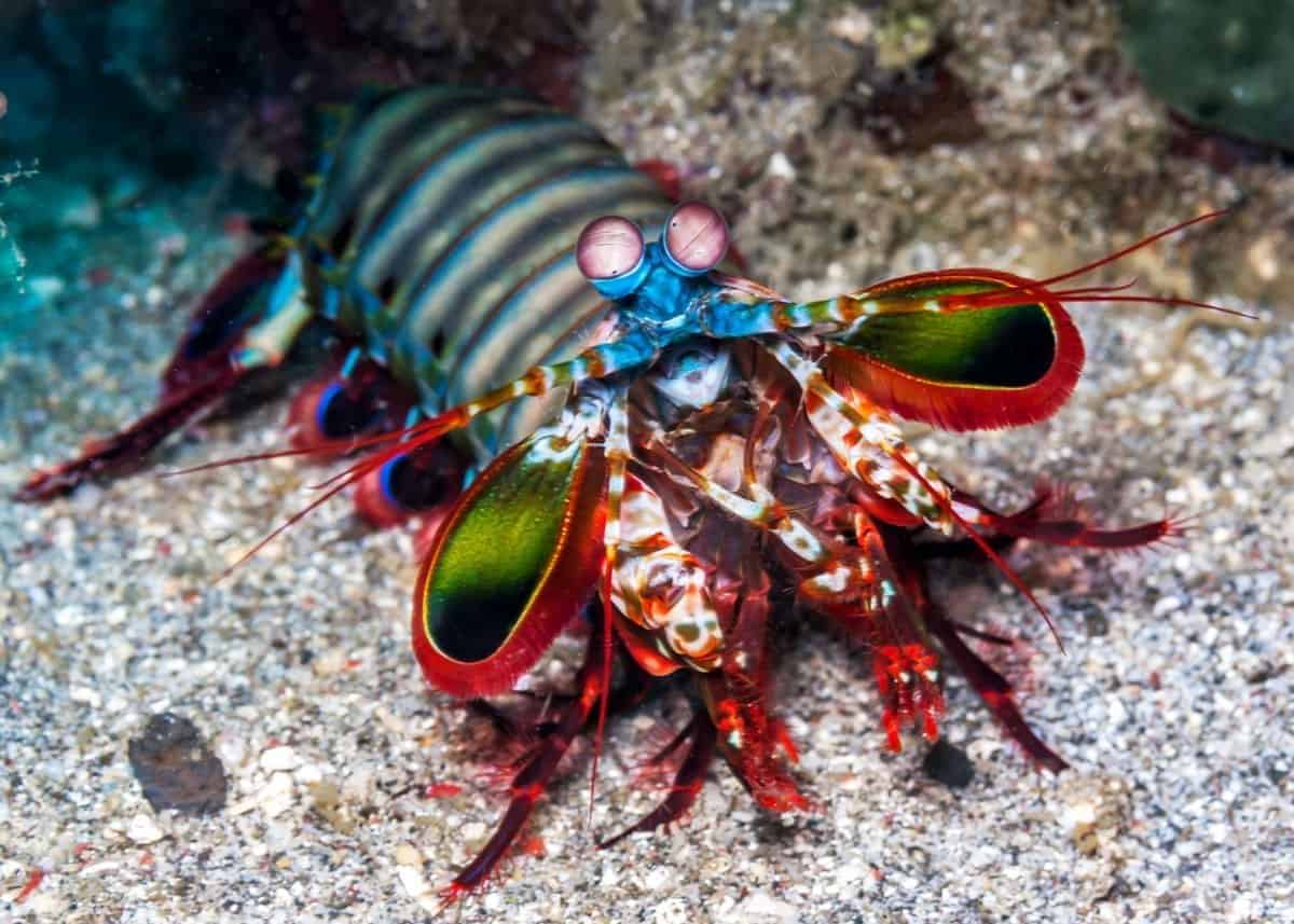 Colorful Peacock Mantis Shrimp