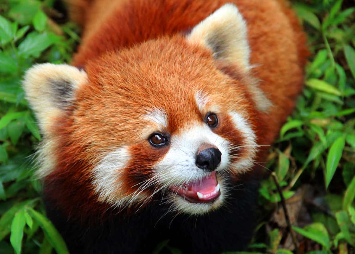 Colorful Red Panda