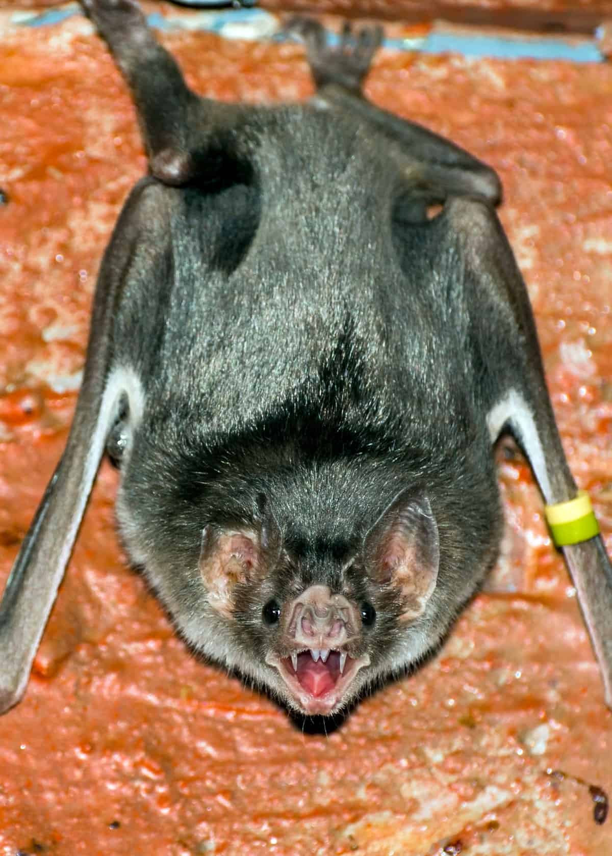 16 Venomous Mammals That Will Surprise You: Bats, Primates, Platypus,  Moles... | Everywhere Wild