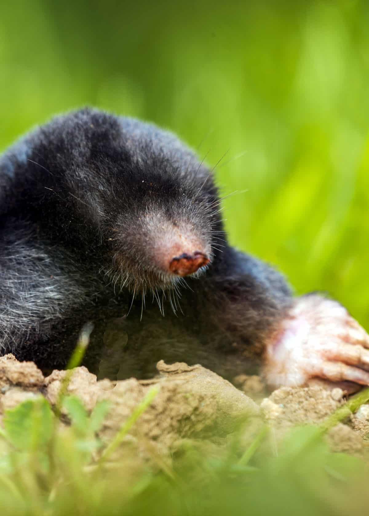 European Mole