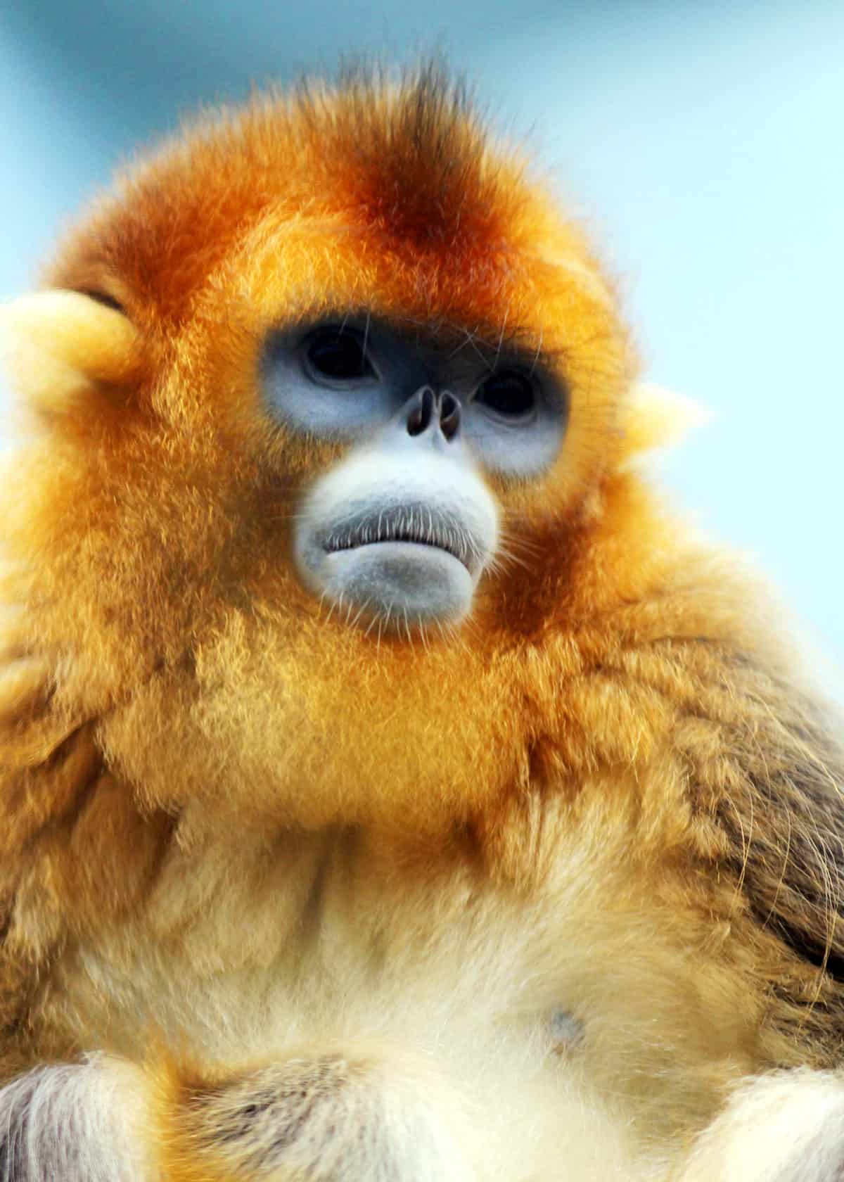 Golden Snub Nosed Monkey