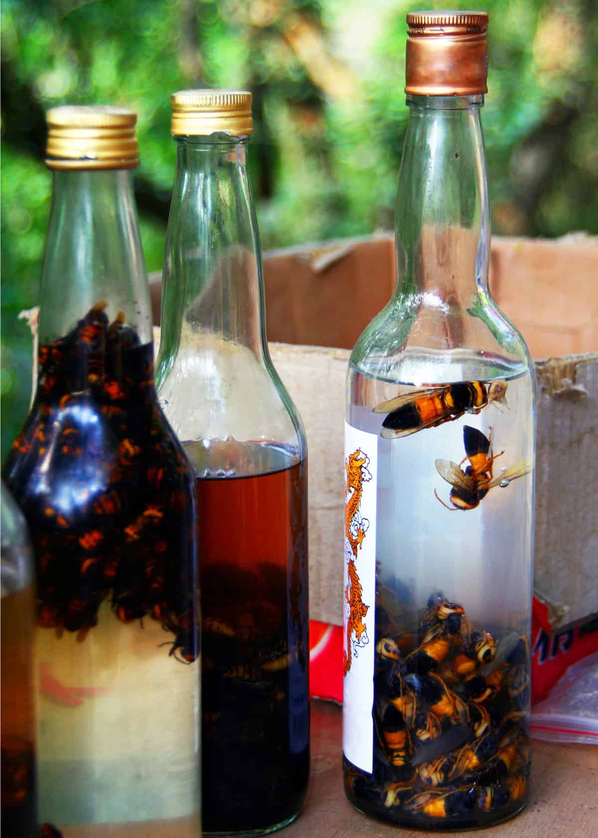 Japanese giant hornet drink
