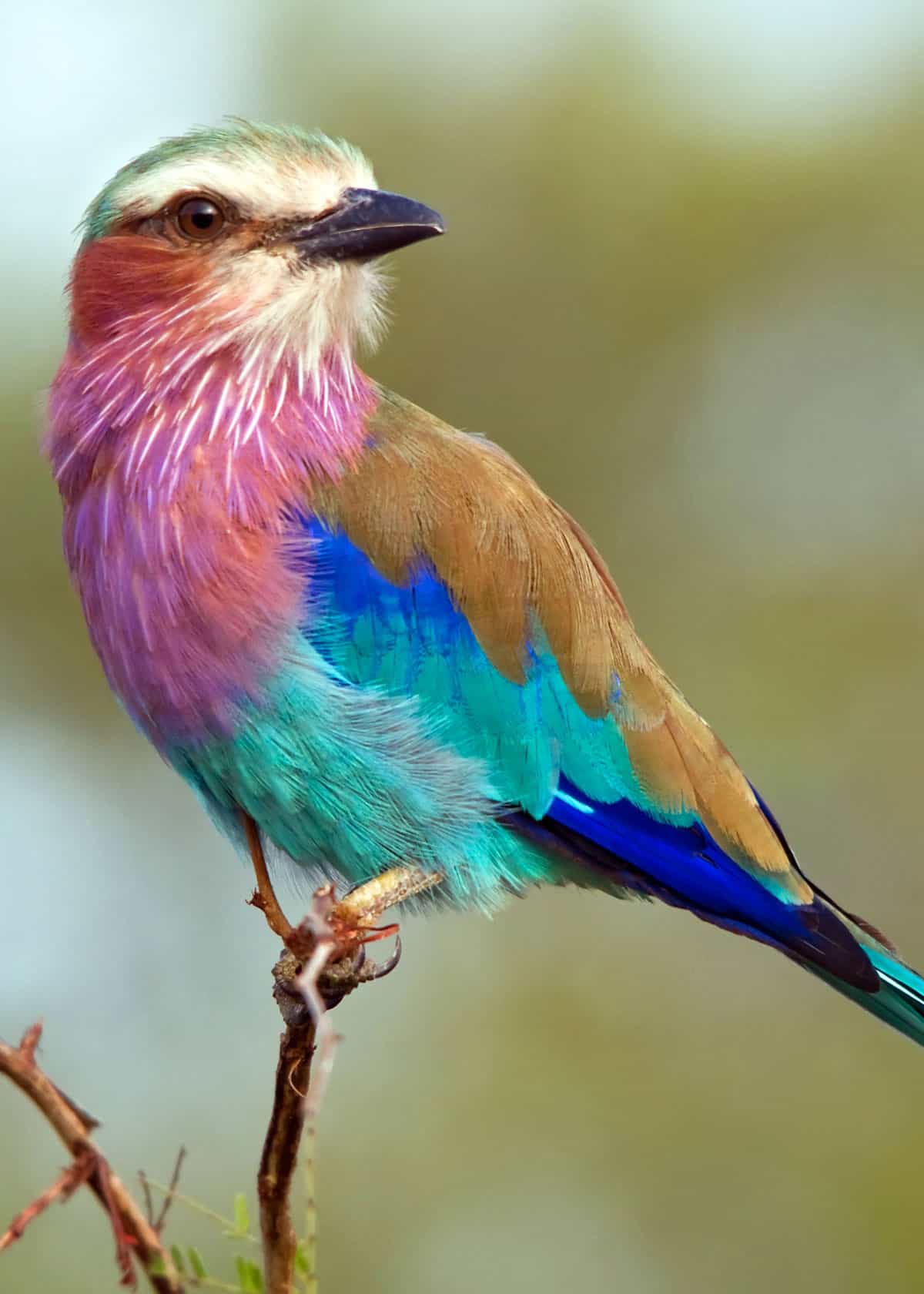 35 Most Colorful Animals in the World (Mammals, Birds, Insects,  Reptiles...) | Everywhere Wild