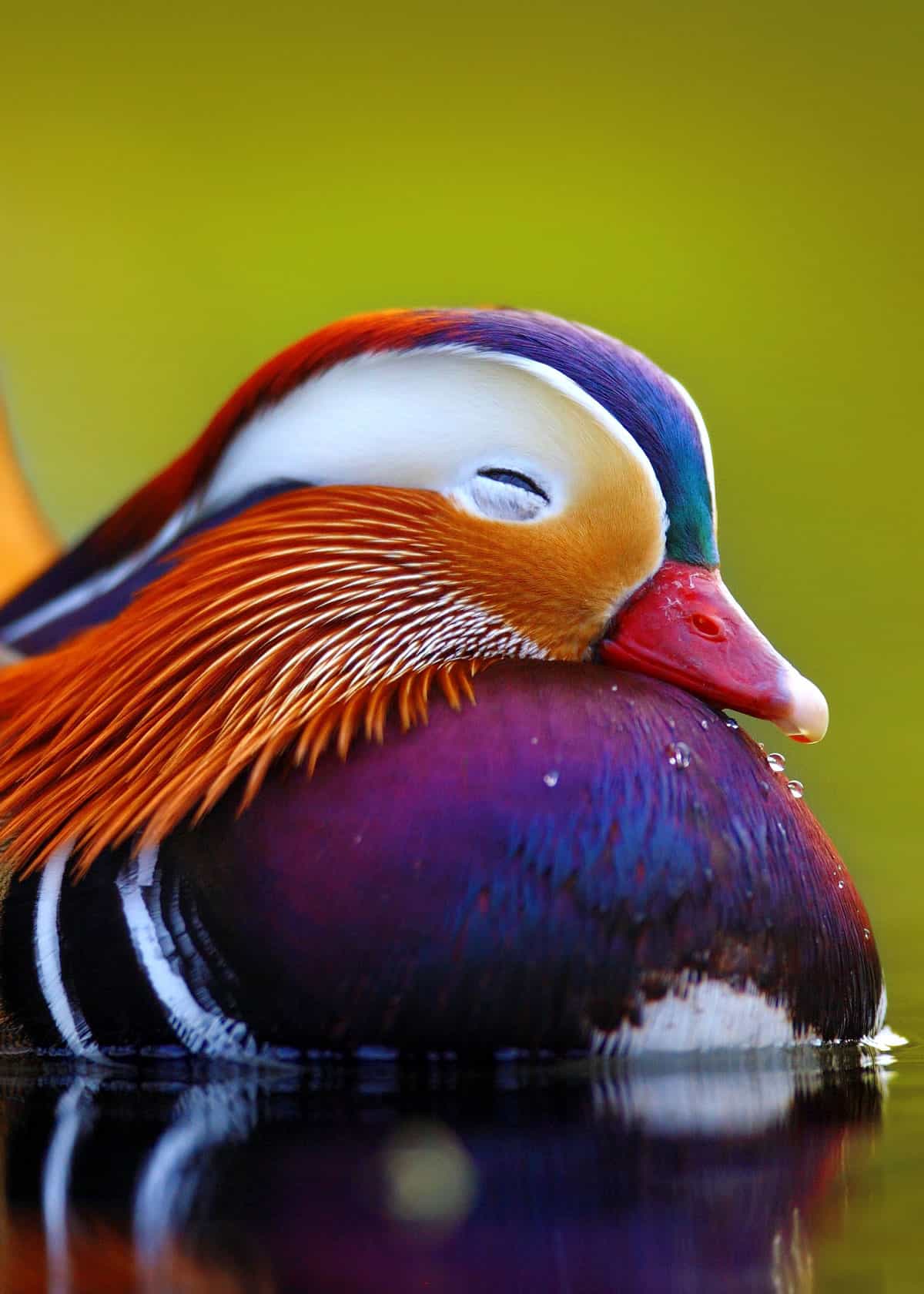 35 Most Colorful Animals in the World (Mammals, Birds, Insects,  Reptiles...) | Everywhere Wild