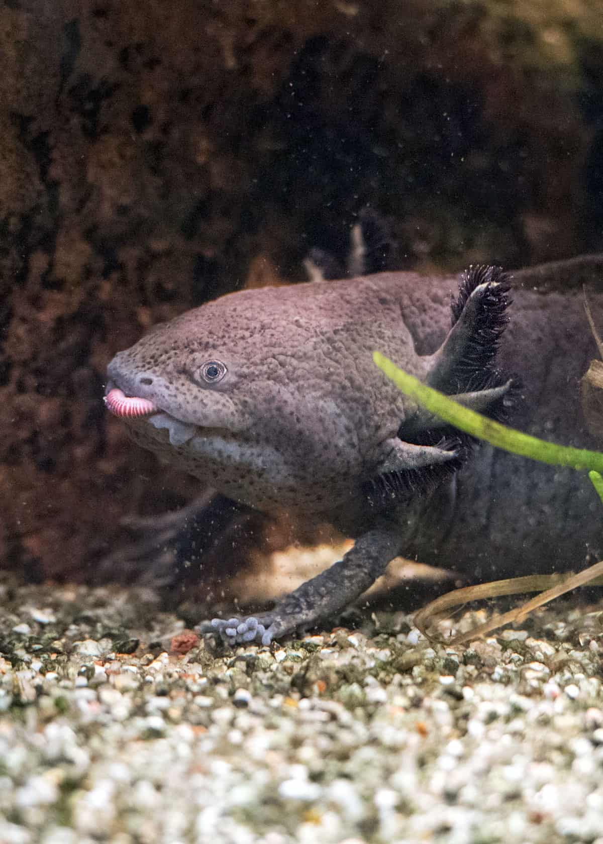 Axolotl grey