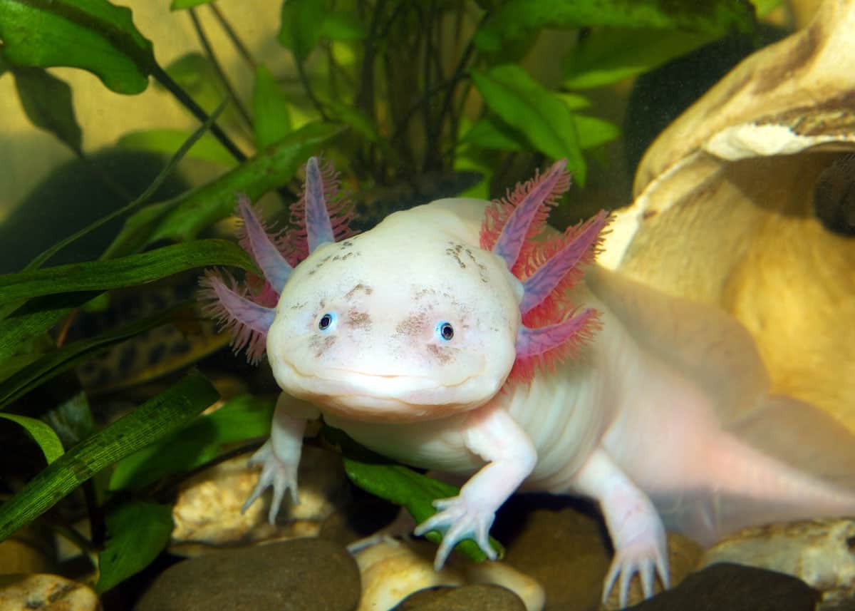 axolotl and fish together