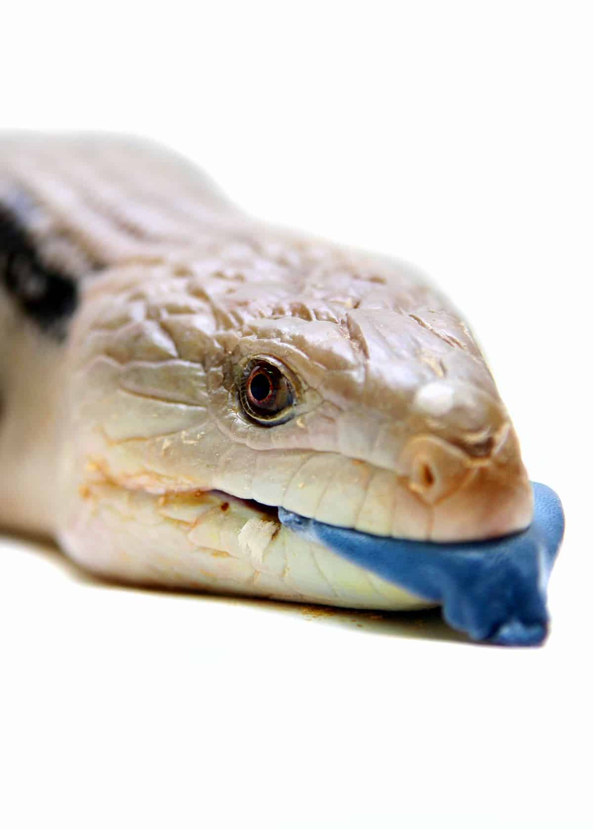 Blue tongue skink
