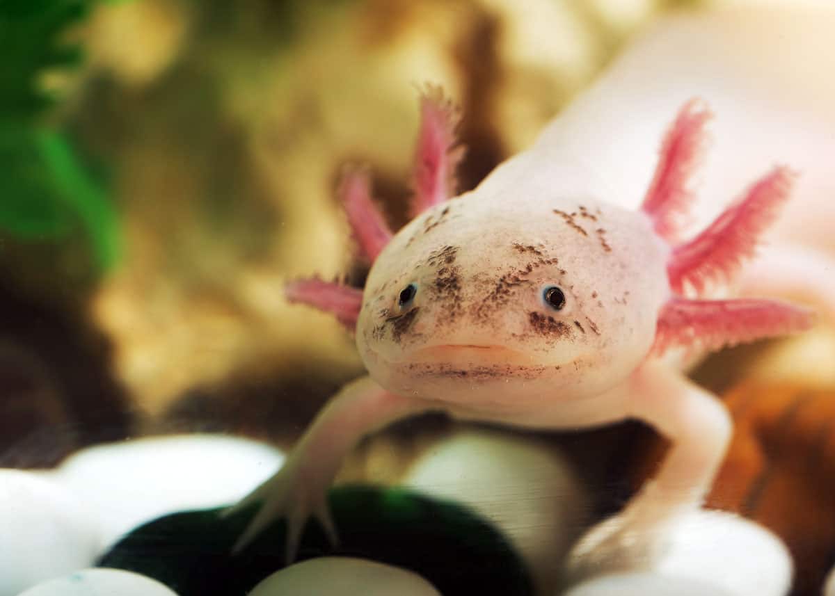 Facts about Axolotls
