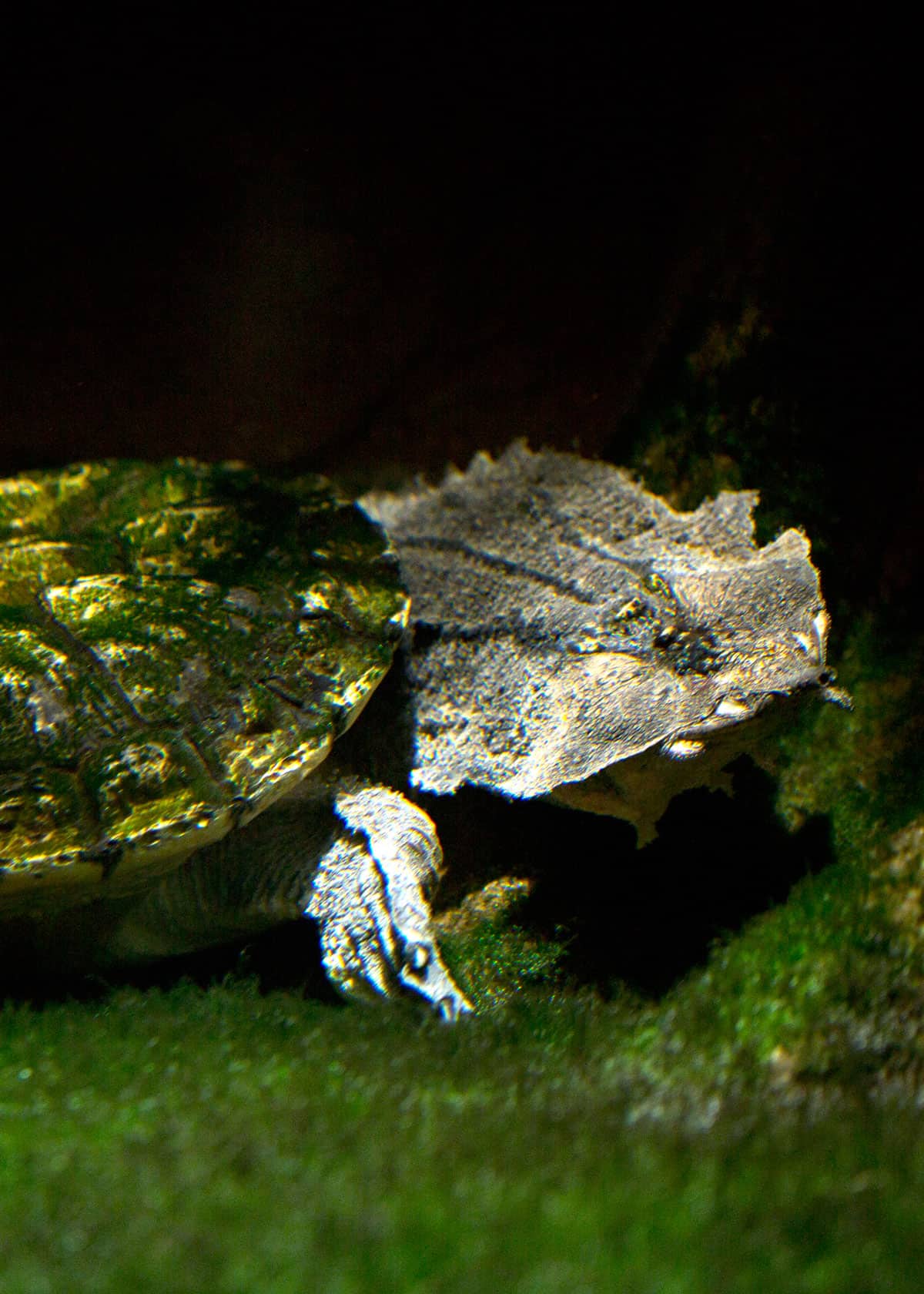 Facts about matamata turtles