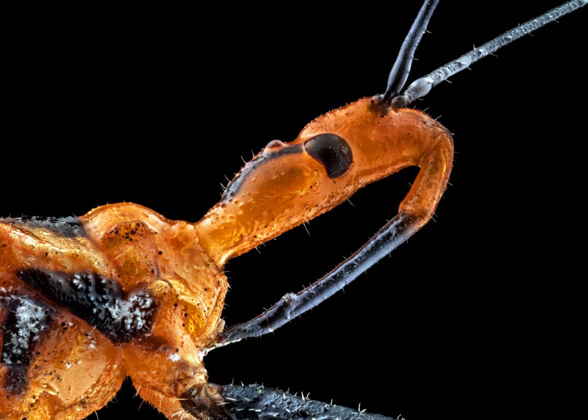 Facts about milkweed assassin bugs