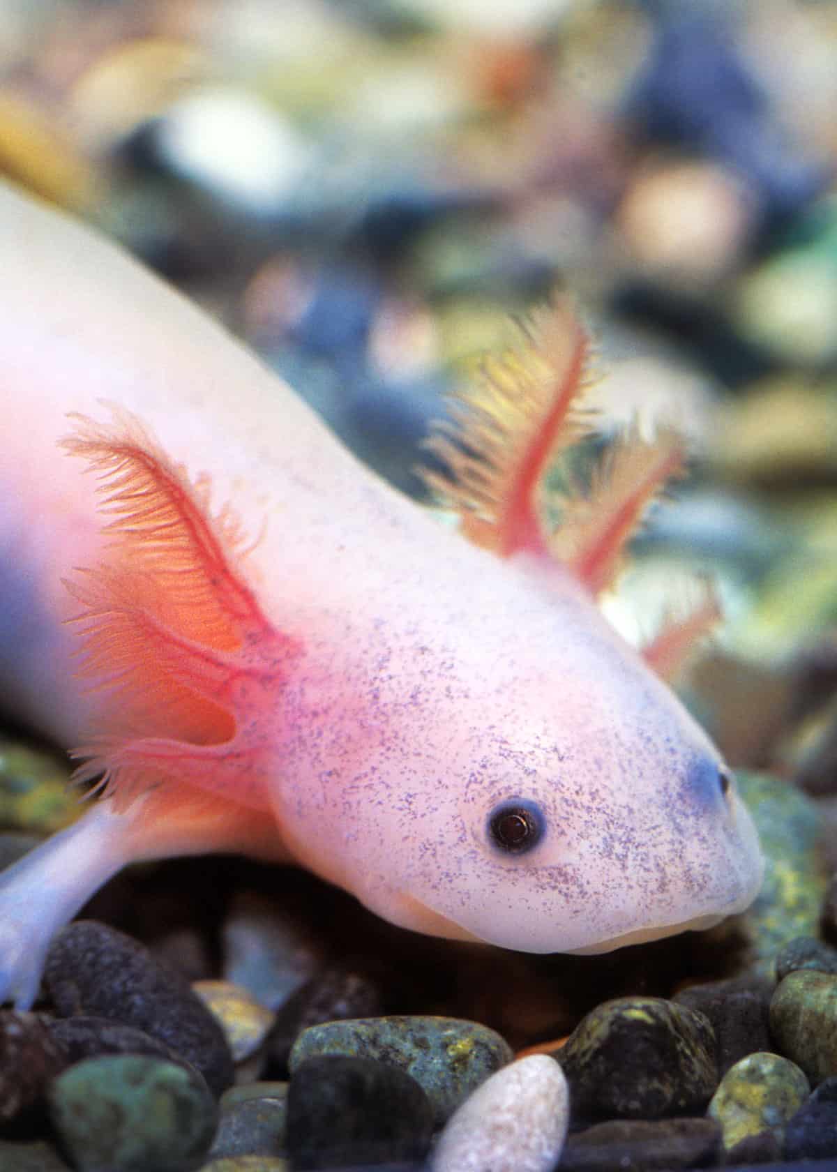 cute mexican walking fish