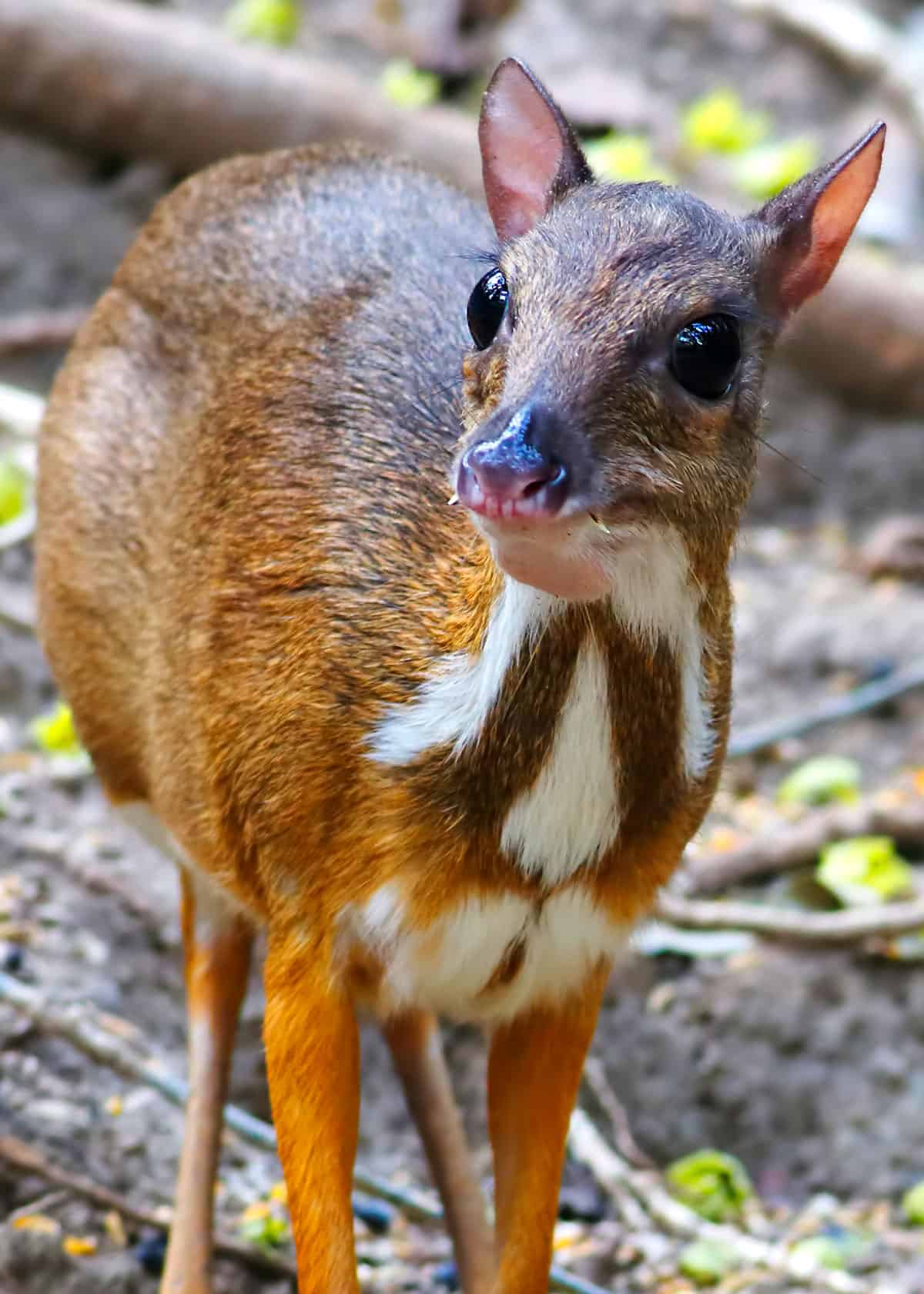 Mouse deer chevrotain