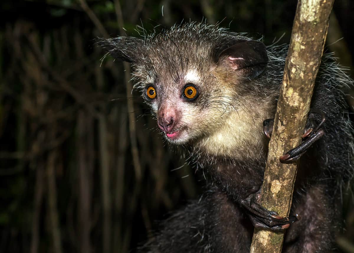 The sneezing monkey with an upturned face, and other other weird species, Endangered species