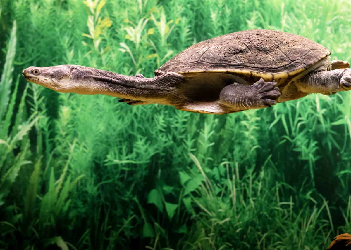 Weird animal Eastern long necked turtle
