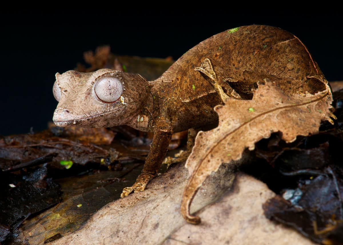 Weird animal Satanic leaf tailed gecko