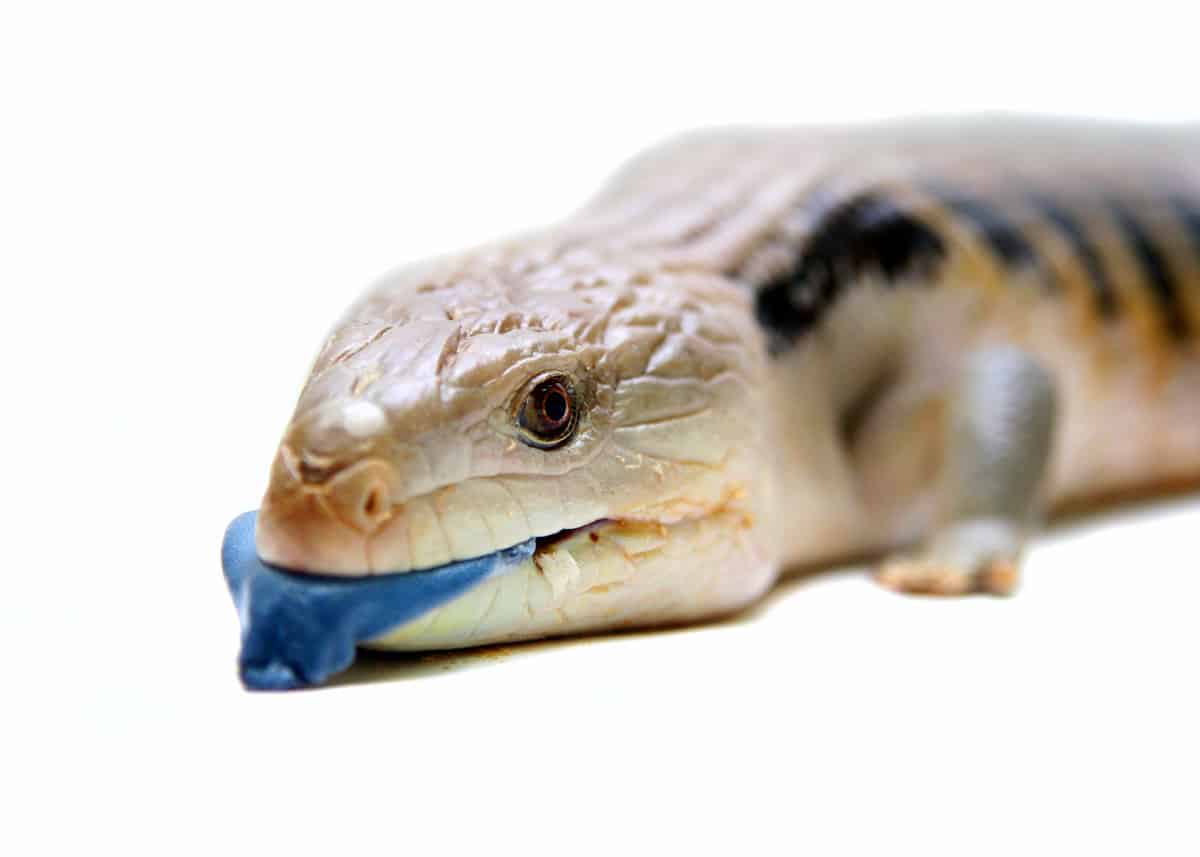 Weird animal blue tongue skink