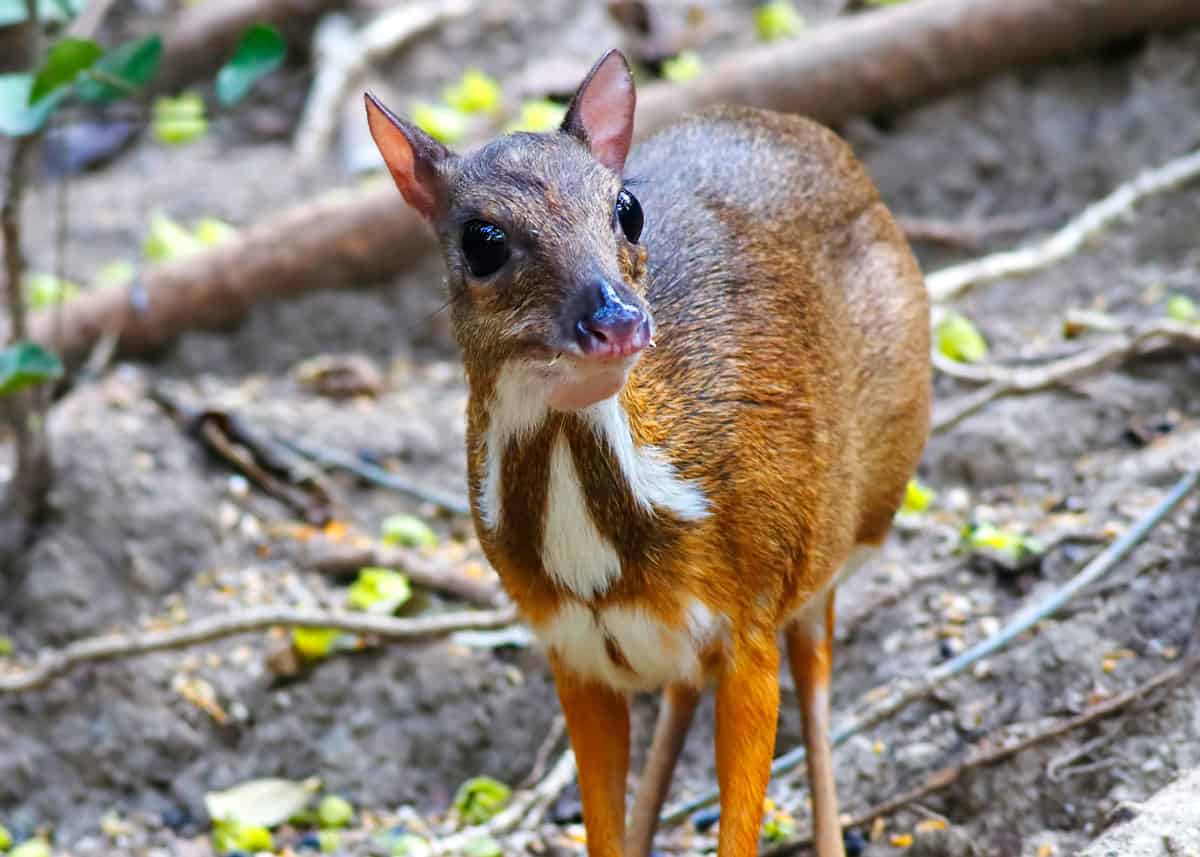 Weird animal chevrotain mouse deer