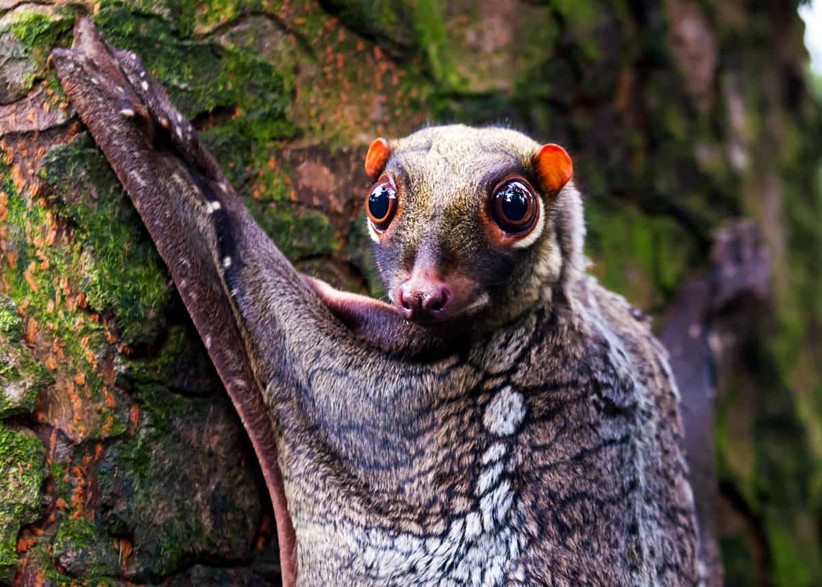 69 Strange, Cool, and Weird Animals: Mammals, Reptiles, Insects... |  Everywhere Wild