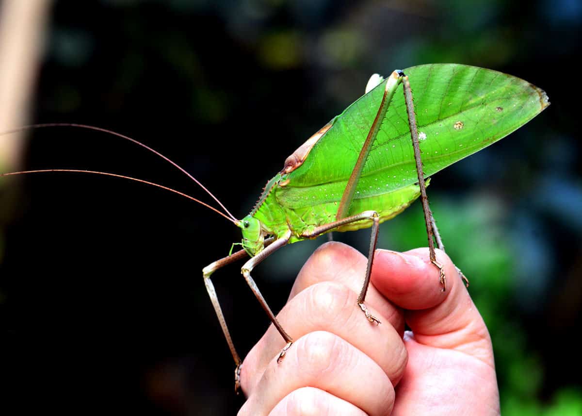 Weird animal giant katydid