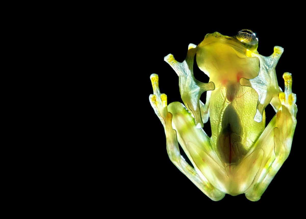 Weird animal glass frog