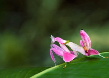 Weird animal orchid mantis