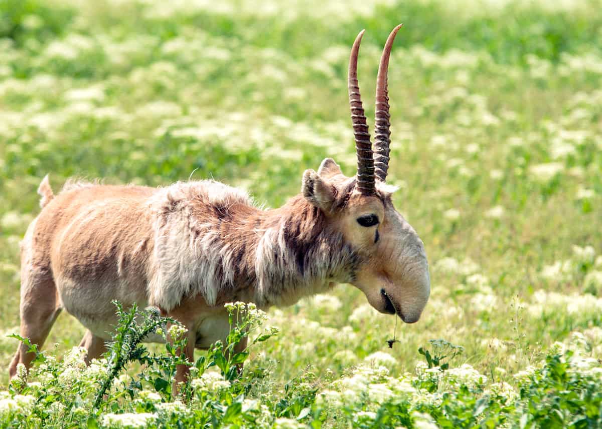 Weird animal saiga antelope