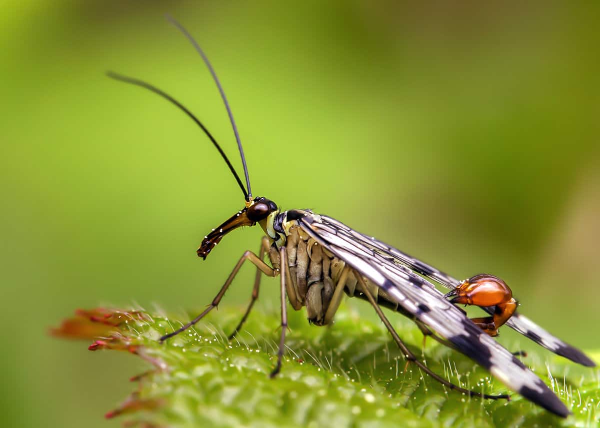 Weird animal scorpionfly