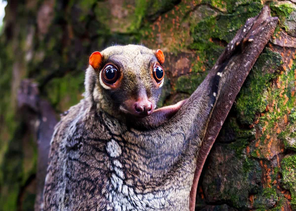 69 Strange, Cool, and Weird Animals: Mammals, Reptiles, Insects... |  Everywhere Wild