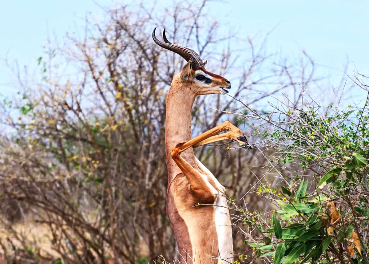 Weird animals gerenuk