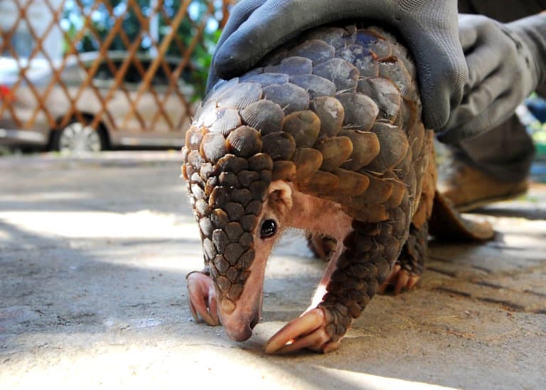 60 Pangolin Facts: Guide to All 8 Species (Sweet, Scaly, and Endangered ...