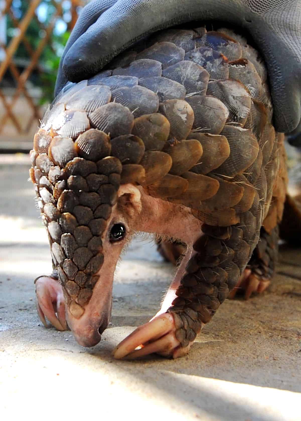 Why are pangolins endangered