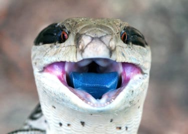 Blue-tongue skink