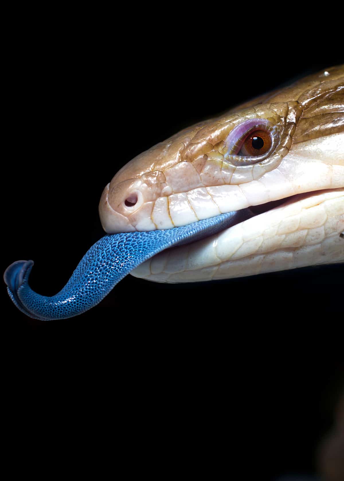 Blue-tongued skink facts