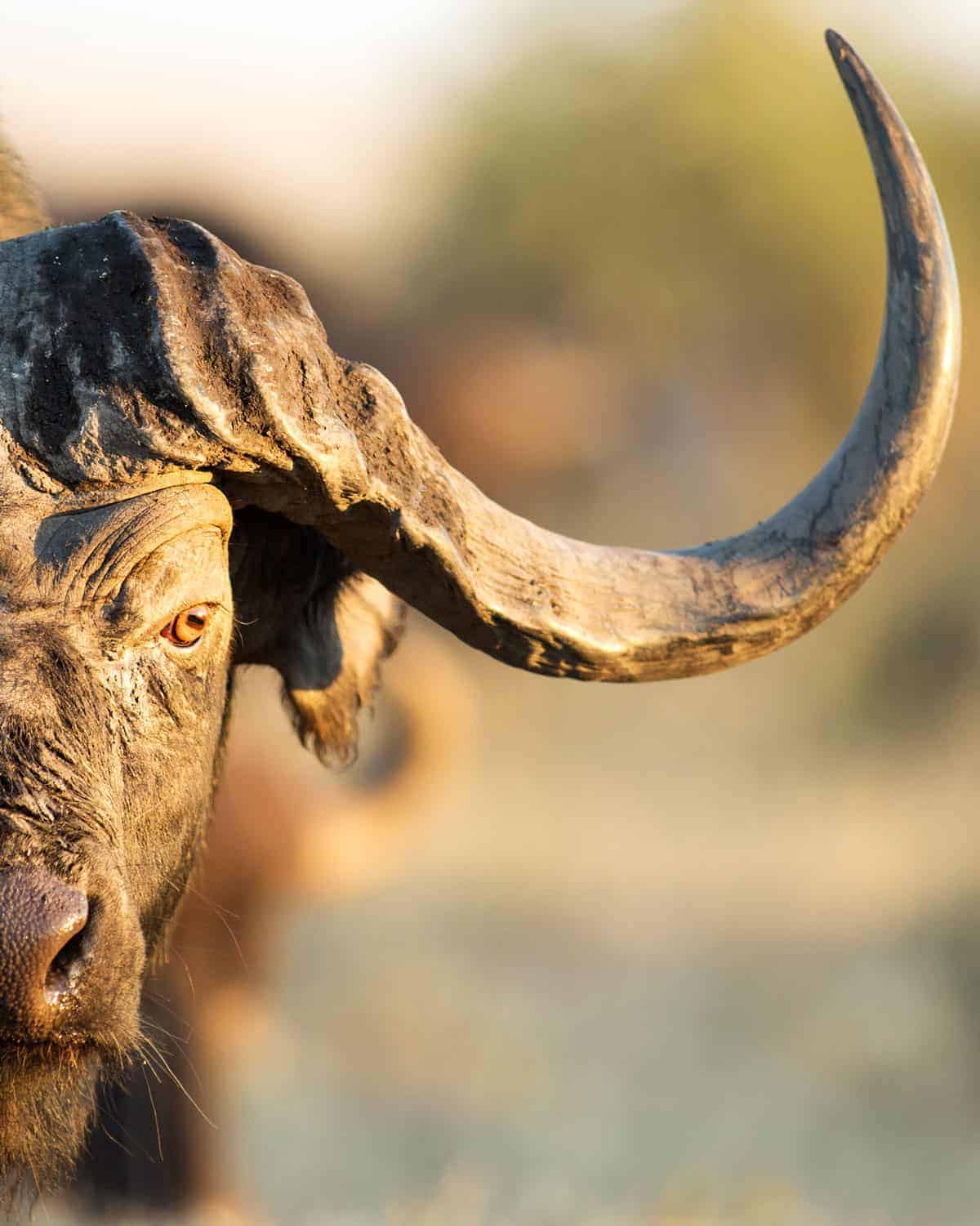 Cape buffalo scary animals