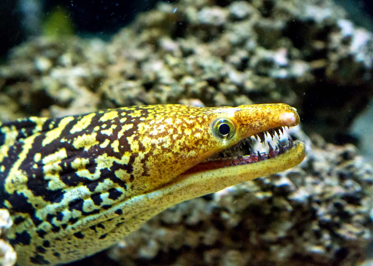 Cool moray eel