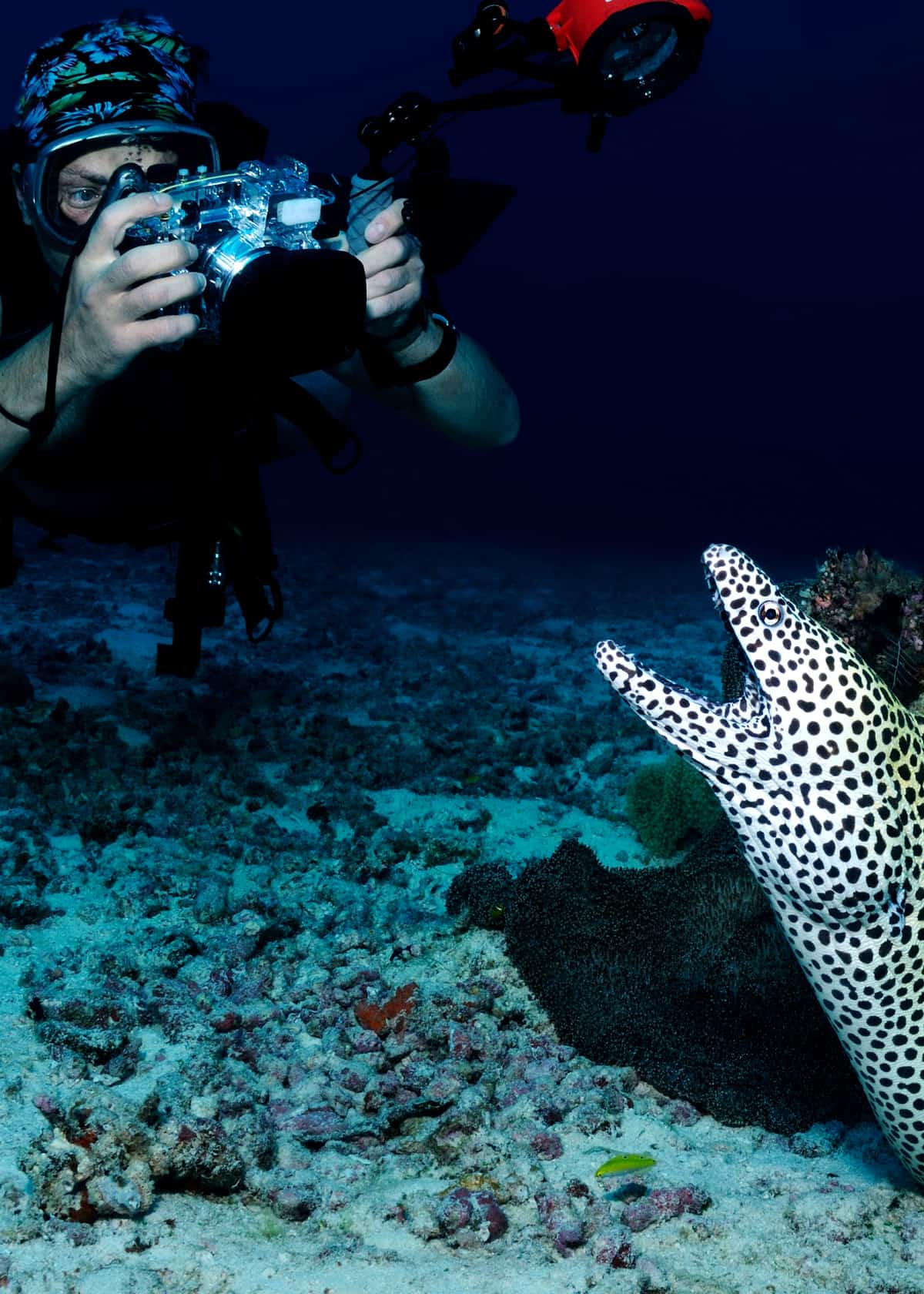 Diver with moray eel