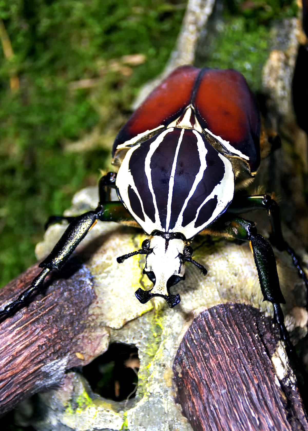 Facts about Goliath beetles