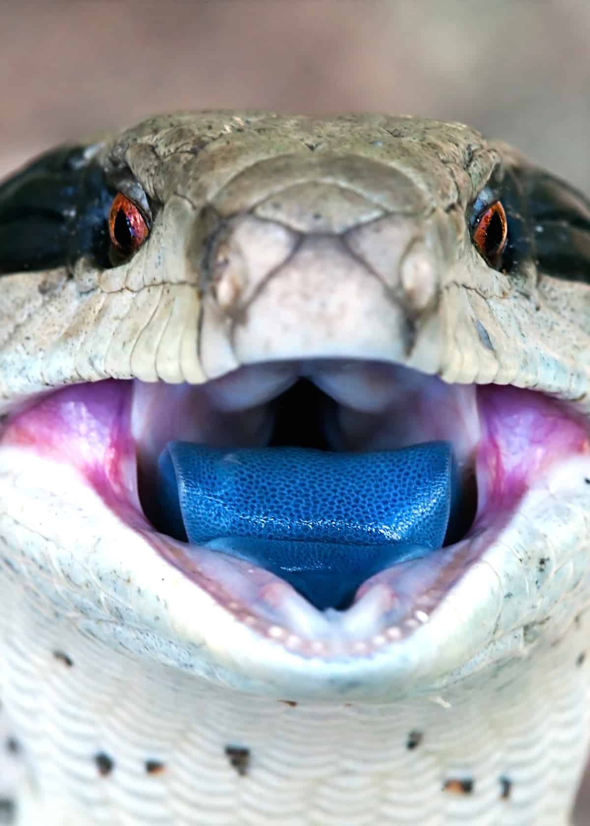 Facts about blue-tongued skinks