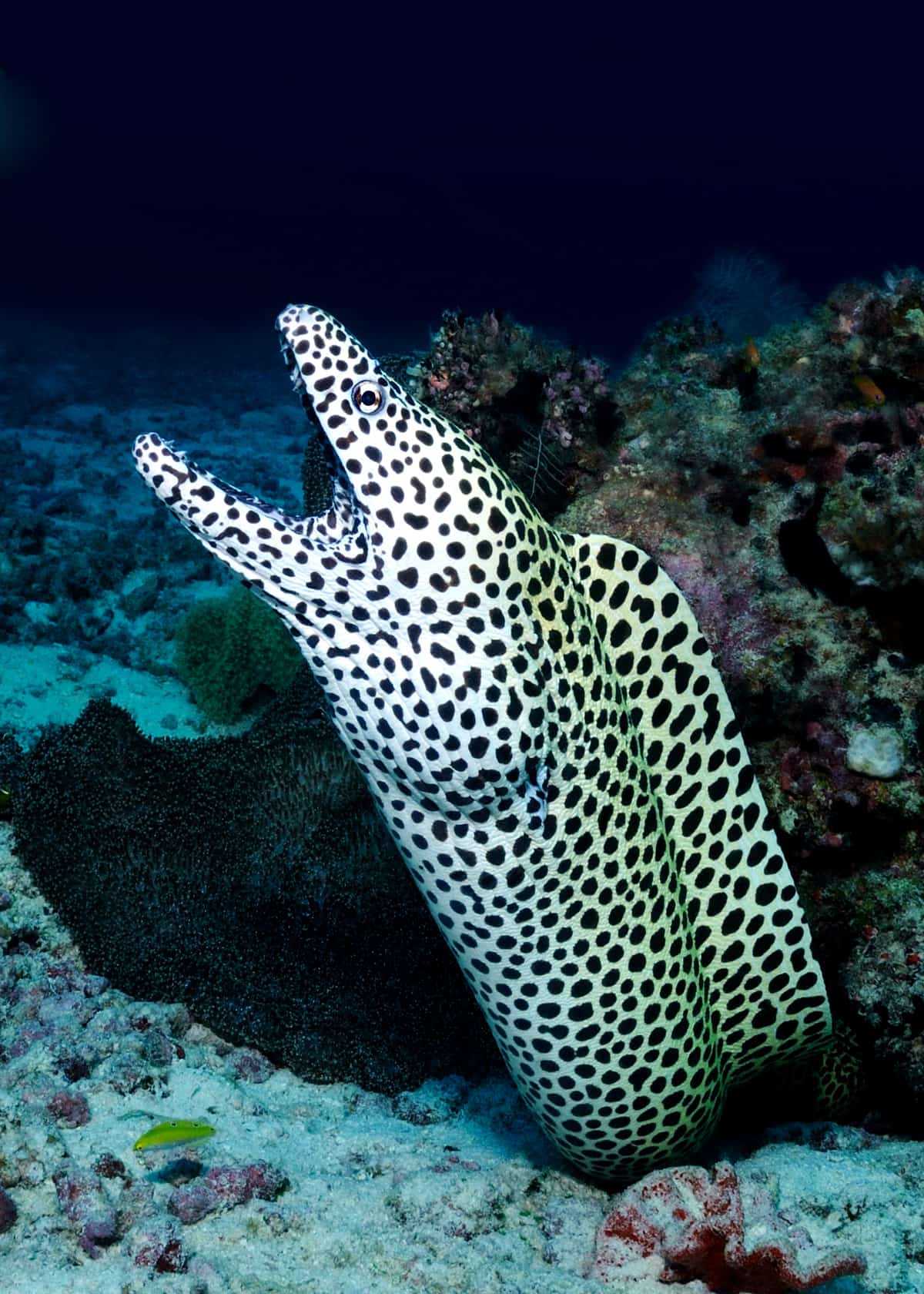 Facts about moray eels