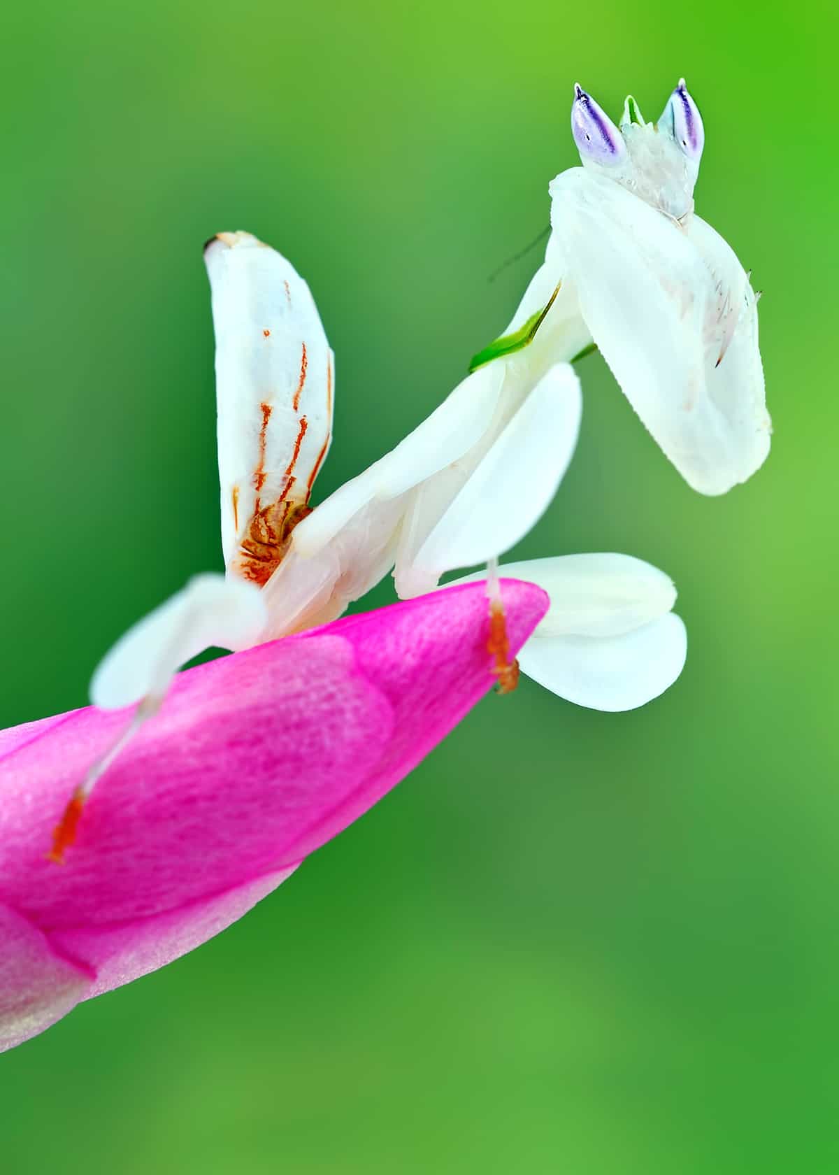 Facts about orchid mantises