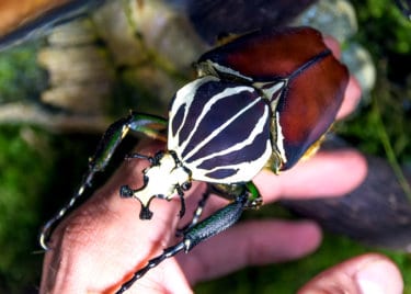 Goliath Beetle